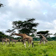 Lake Mburo National Park Uganda safari